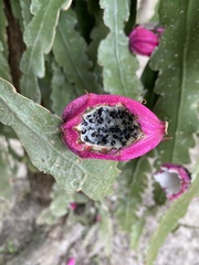 Epiphyllum phyllanthus