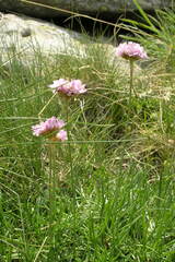 Armeria muelleri