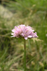 Armeria muelleri