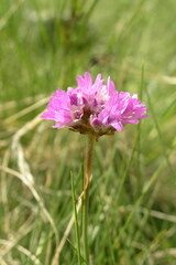 Armeria muelleri