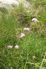 Armeria muelleri