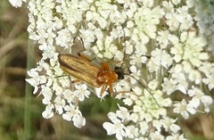 Oedemera podagrariae