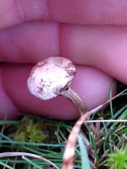 Tulostoma brumale