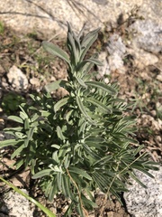 Lavandula stoechas