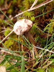 Tulostoma brumale