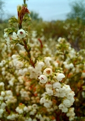 Erica subdivaricata