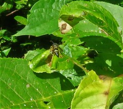 Ancistrocerus unifasciatus