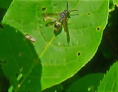 Ancistrocerus unifasciatus