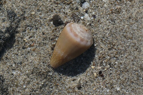 Conus lividus observed 2023-02-02