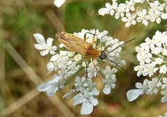 Oedemera podagrariae