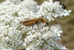 Oedemera podagrariae