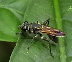 Crepidomyia