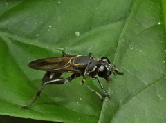 Crepidomyia