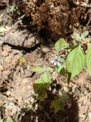 Dyschoriste microphylla