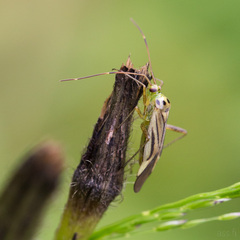 Adelphocoris quadripunctatus