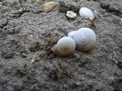 Monacha obstructa