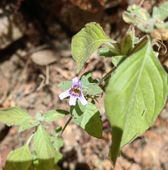 Dyschoriste microphylla