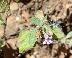 Dyschoriste microphylla