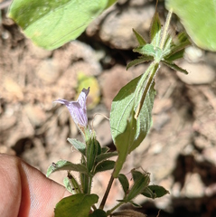 Dyschoriste microphylla