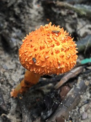 Agaricus trisulphuratus