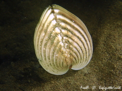 Acanthocardia tuberculata