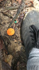 Agaricus trisulphuratus