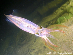 Alloteuthis