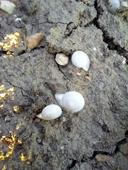 Monacha obstructa