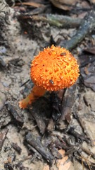 Agaricus trisulphuratus