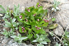 Cardamine bellidifolia alpina