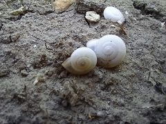 Monacha obstructa