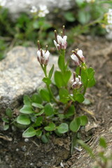 Cardamine bellidifolia alpina