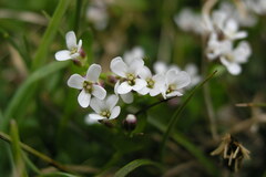 Cardamine bellidifolia alpina