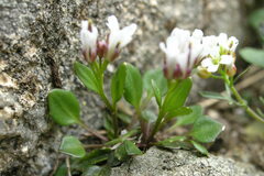 Cardamine bellidifolia alpina