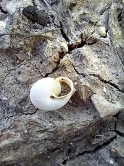 Monacha obstructa