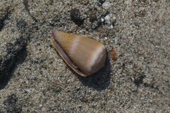 Conus lividus