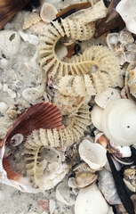 Sinistrofulgur sinistrum