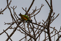 Poicephalus senegalus