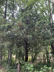 Saxegothaea conspicua