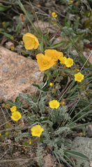 Papaver croceum