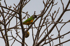 Poicephalus senegalus