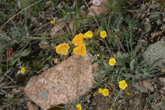 Papaver croceum