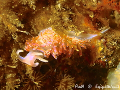 Facelina auriculata