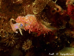 Facelina auriculata