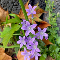 Campanula poscharskyana