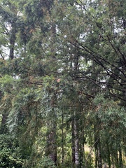 Saxegothaea conspicua