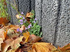 Campanula poscharskyana