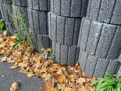 Campanula poscharskyana