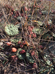 Opuntia humifusa