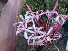 Crinum × amabile